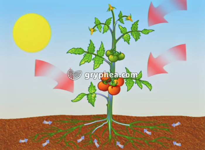 Alimentation minérale de la Tomate - gryphea.org